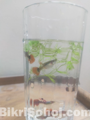 Full Red Rose Guppy Fish